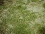 桜の宮小学校20080712-0003.jpg