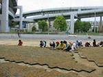S18神戸震災復興記念公園ポット苗つくり０９０５０５ 018.jpg