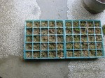 S2中野先生方ョ見学060520 002.jpg