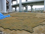 S31神戸震災復興記念公園ポット苗つくり０９０５０５ 031.jpg