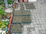 S3大阪樟蔭ポット苗つくり-2100511 003.jpg