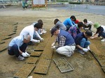 s17神戸震災復興記念公園ポット苗つくり０９０５０６ 017.jpg