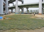 s1神戸震災復興記念公園ポット苗経過０９０５２６ 001.jpg