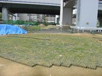 s3神戸震災復興記念公園ポット苗経過０９０５２６ 003.jpg