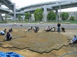 s6神戸震災復興記念公園ポット苗つくり０９０５０６ 006.jpg