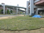 s6神戸震災復興記念公園ポット苗経過０９０５２６ 006.jpg